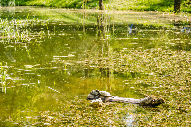Two pond turtles standing on a tree floating on the water and sunbathing. - Foto, immagini