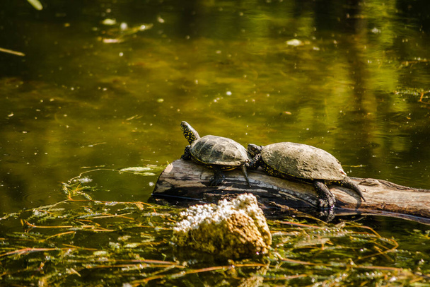 Two pond turtles standing on a tree floating on the water and sunbathing. - Photo, image
