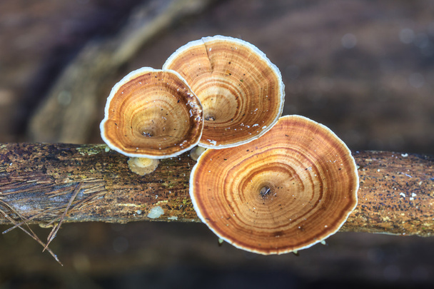 Elävässä puussa kasvavat sienet
 - Valokuva, kuva