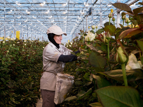 Žena pracující s růžemi je dává na poličku, zatímco pracuje ve skleníku, žena krájí růže ve skleníku. Dámský den. 8. března - Fotografie, Obrázek
