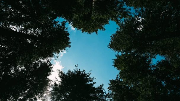 Blauwe lucht door het bladerdak van hoge bomen in het bos. - Foto, afbeelding