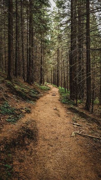 Tourist mountain trail in a pine forest. - Φωτογραφία, εικόνα
