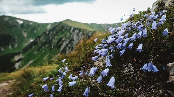 Beautiful mountain landscape of the Carpathians, green mountains and Shpytsi cliffs. - Foto, imagen