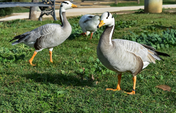The Indian goose, bald goose or Indian goose - Фото, изображение