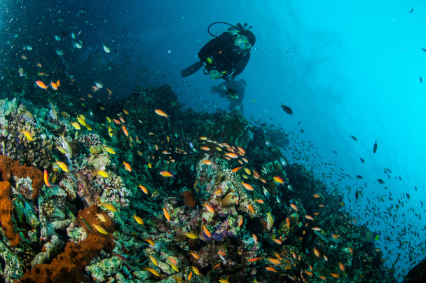 ダイバーと様々 なサンゴ礁の上ギリ ロンボク島ヌサ ・ トゥンガラ州バラット インドネシア水中写真のサンゴ礁魚泳ぐ - 写真・画像
