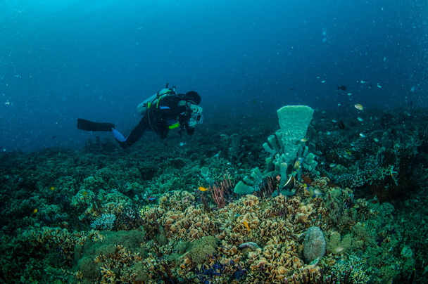 Immersioni subacquee e vari pesci della barriera corallina nuotano sopra le barriere coralline a Gili Lombok Nusa Tenggara Barat Indonesia foto subacquee
 - Foto, immagini