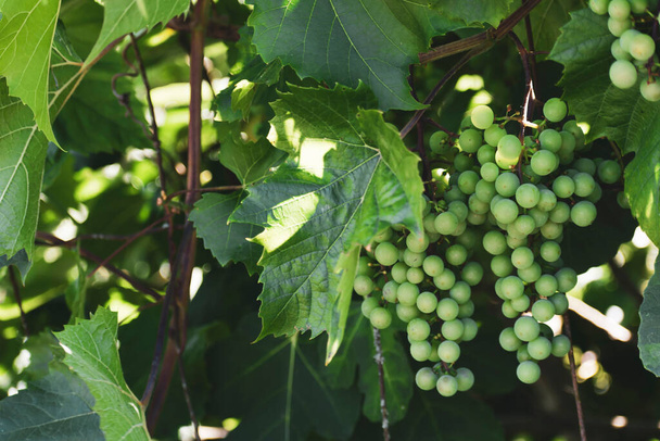 Bunches of green wine grapes, the sun illuminates a few fruits - Photo, image