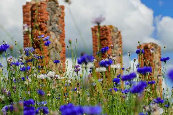 Gorgeous summer landscape with colorful cornflowers and the ruins of an old barn, made of boulders and red bricks, An unofficial tourist attraction that resembles the famous Stonehenge in Great Britain, Latvia - Foto, Imagem