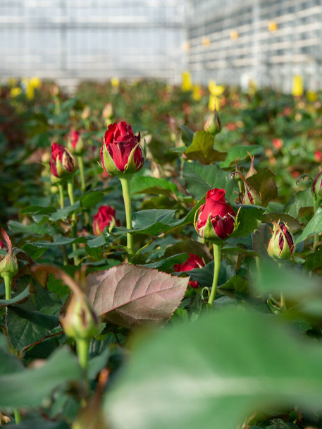 Προοπτική άποψη του θερμοκηπίου με κόκκινα τριαντάφυλλα στο εσωτερικό. Φυτεία τριαντάφυλλα που μεγαλώνουν μέσα σε ένα θερμοκήπιο - Φωτογραφία, εικόνα