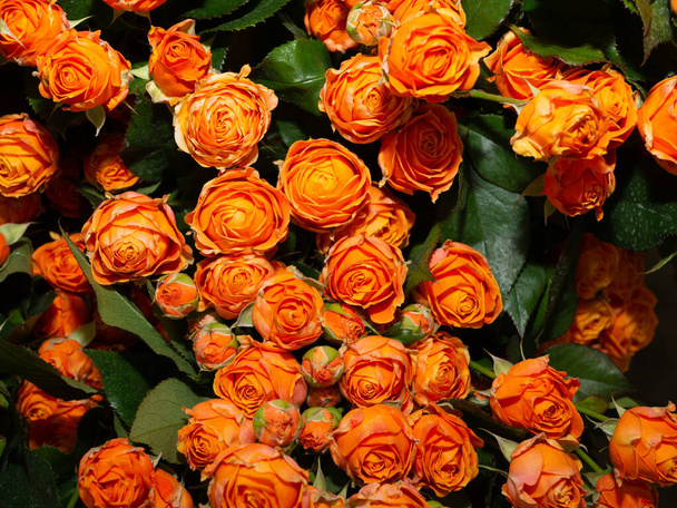 Bouquet of  roses flowers. Bouquet of roses. red, yellow, white flowers - Fotoğraf, Görsel