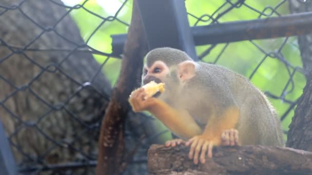 Squirrel Monkey on tree branch, HD Clip - Footage, Video
