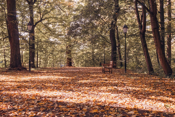 Putoavat syksyn lehdet kaupungin puistossa. Syksyllä maisema, kaunis kaupunkipuisto, jossa on laskenut keltaisia lehtiä. Tausta ja kopiotila. Syksyn postikortti - Valokuva, kuva