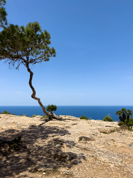 Mediteranean mood, a cliff in Ibiza, Balearic Islands, with dry soil, a crooked maritime pine in front of the vastity of a blue sea.  - Foto, Imagem