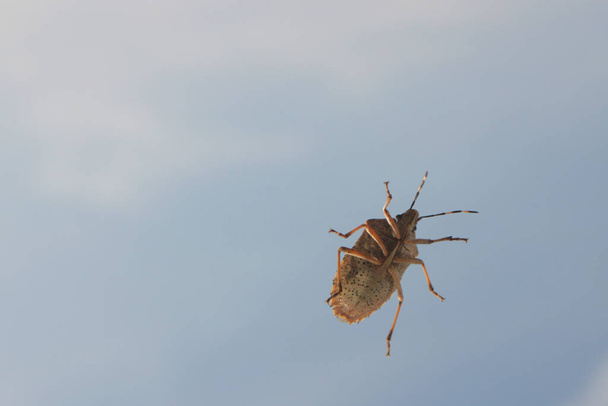 Βρωμερό έντομο στο παράθυρο - Φωτογραφία, εικόνα