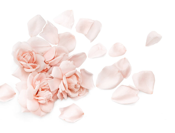 Pale pink rose flowers with petals isolated on white background. Top view. Pastel soft floral background. - Φωτογραφία, εικόνα