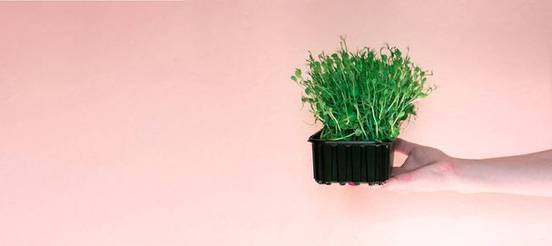 Hands holding micro arugula greens on a pink background with space for text. Delivery of healthy food. diet, vegetarianism. - 写真・画像