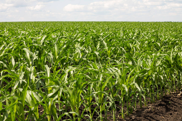 Кукурузное поле и небо - Фото, изображение