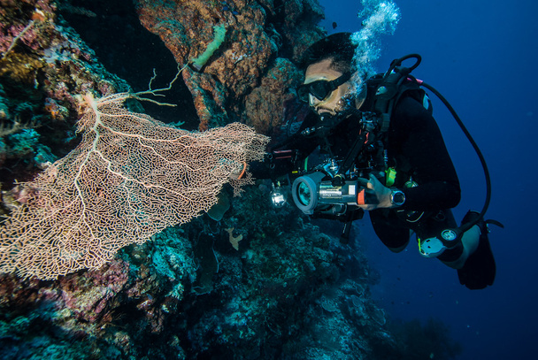 Diver e fan del mare Gorgonia a Derawan, Kalimantan, Indonesia foto subacquee
 - Foto, immagini