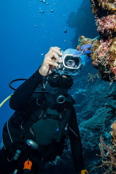 Дайвер фотографирует туникаты в Дераване, Калимантан, Индонезия подводное фото
 - Фото, изображение