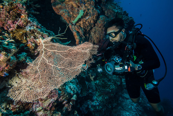 Diver and sea fan Gorgonia in Derawan, Kalimantan, Indonesia underwater photo - Photo, Image