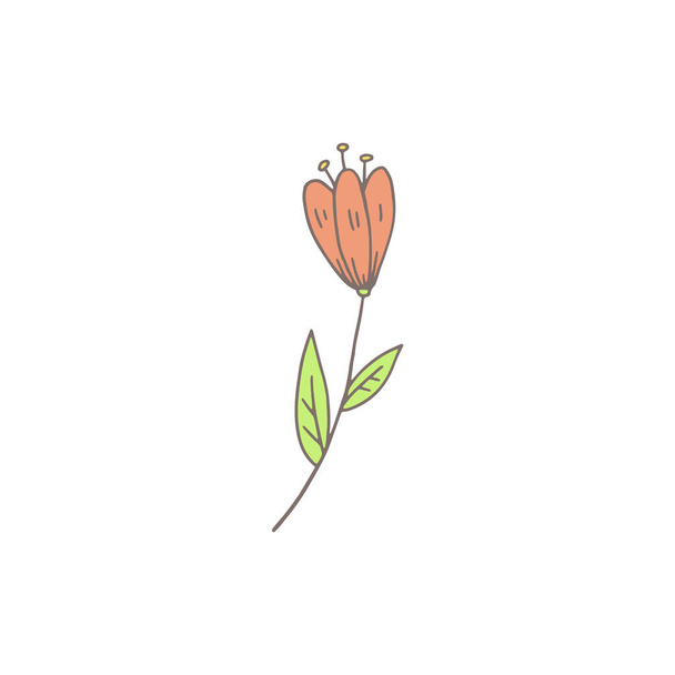 Spring tulip flower doodle style hand drawn vector illustration isolated on white background. Tulip hand drawn floral element for spring and summer cards and prints. - Vettoriali, immagini