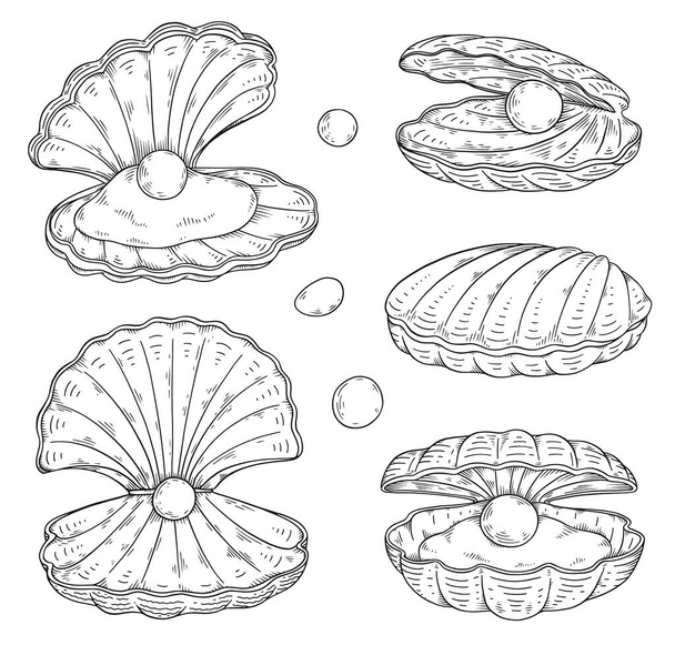 Seashell with pearl inside, hand drawn sketch vector illustration isolated on white background. Set of sea clam shells with gems. Marine life element with engraving texture. - Vector, afbeelding