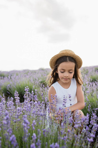 child in straw hat and white dress sitting in field with flowering lavender - Fotó, kép