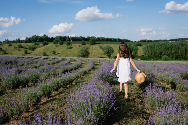 back view of brunette girl in white dress walking in lavender field with straw hat - Foto, Imagen