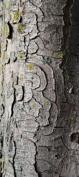 Gri ağacın gövdesinde girdap kabuğu ve liken görüntüsü. Yüksek kalite fotoğraf - Fotoğraf, Görsel