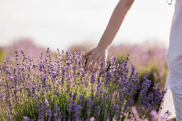cropped view of woman touching blossoming lavender in field - Foto, Imagen