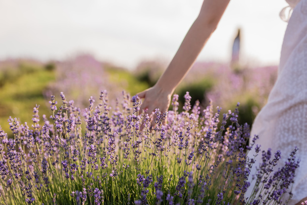 partial view of woman touching lavender in summer meadow - Photo, image