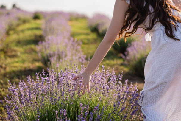 partial view of woman in white dress touching lavender blooming in field - Photo, Image