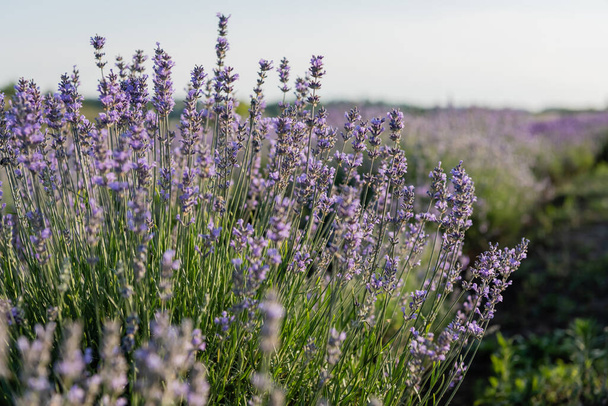 close up view of lavender blossom in summer field - Valokuva, kuva