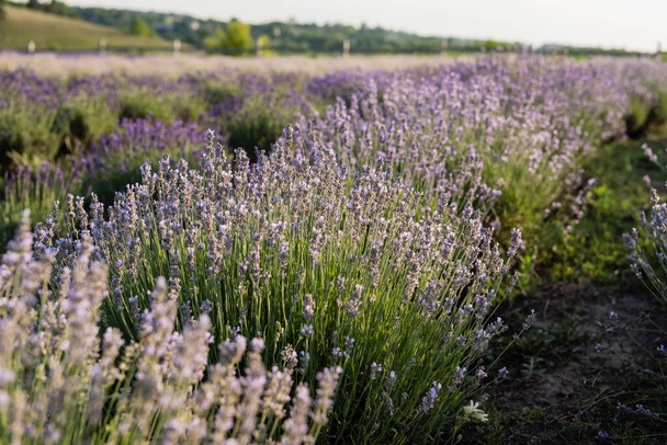 close up view of lavender flowers blossoming in meadow - Foto, Imagen