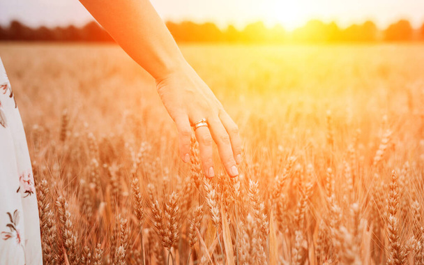 Χέρι αγρότη σιταριού. Νεαρή γυναίκα χέρι αγγίζοντας αγκάθια πεδίο δημητριακών στο ηλιοβασίλεμα. Γεωργία συγκομιδή καλοκαίρι ήλιος, βιομηχανία τροφίμων, υγιή βιολογική έννοια - Φωτογραφία, εικόνα