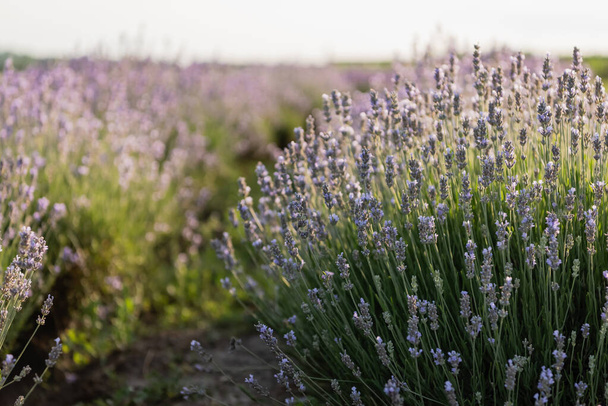 close up view of purple lavender blooming in meadow - Fotó, kép