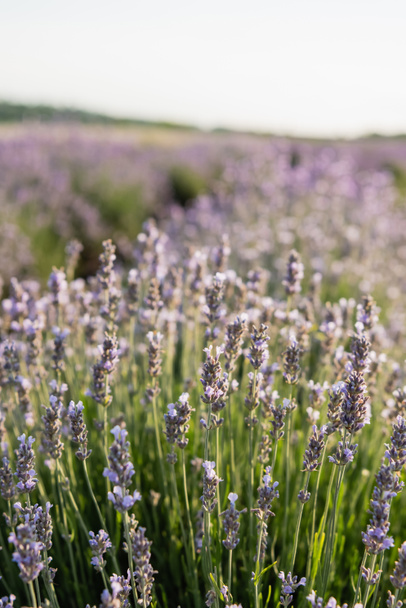 close up view of lavender flowers blooming in summer meadow - Fotografie, Obrázek