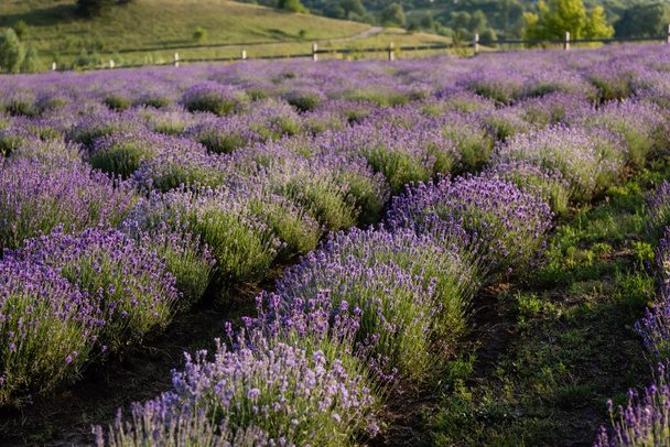 rows of flowering lavender bushes in meadow - Valokuva, kuva