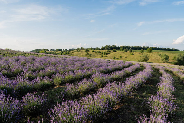field with blossoming lavender under blue sky in farmland - Zdjęcie, obraz