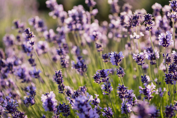 close up view of lavender plants flowering in field - Fotoğraf, Görsel