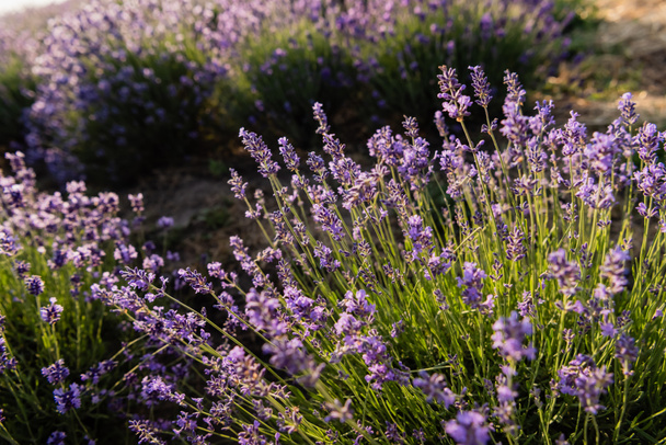 high angle view of lavender bushes blooming in meadow - Foto, afbeelding
