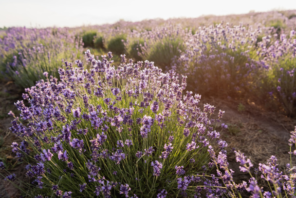 purple lavender flowers in meadow on summer day - Foto, imagen