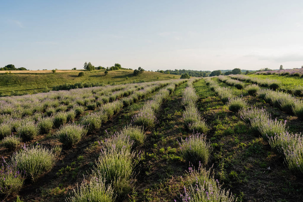 ряды лавандовых кустарников на сельскохозяйственных угодьях - Фото, изображение