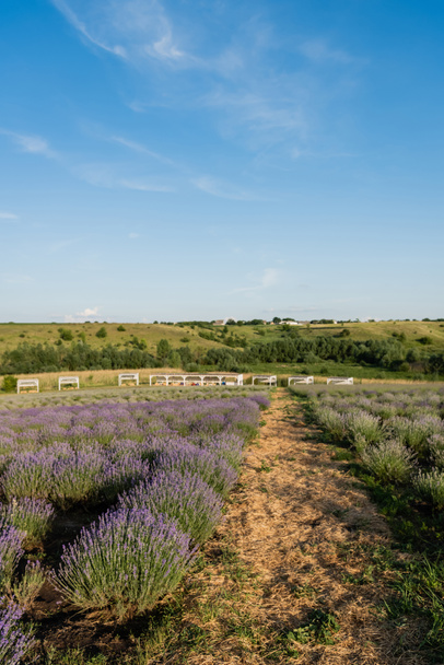rows of flowering lavender on farmland in plant nursery - Foto, afbeelding
