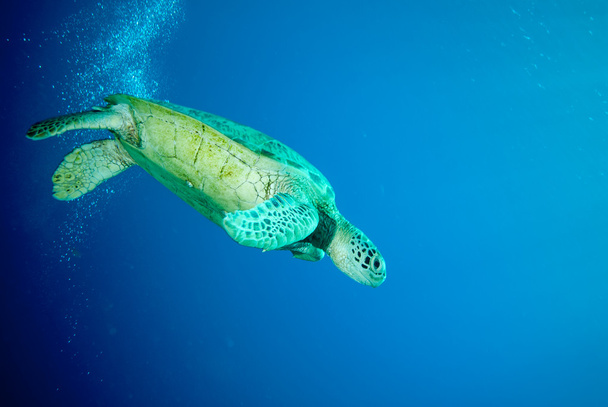Zöld tengeri teknős, úszás, Derawan, víz alatti fotó Kalimantan, Indonézia - Fotó, kép