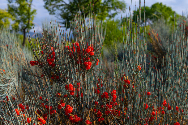 Bushes with berries of the medicinal plant ephedra - Foto, Imagen