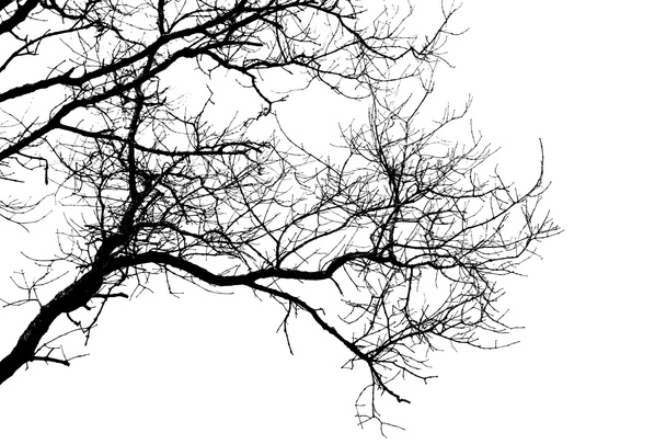  branches of tree  - Photo, Image