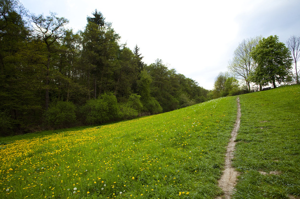 A field of dandelions in the woods against the sky - Fotografie, Obrázek