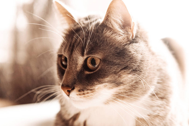 Портрет молодой красивой кошки с зелеными глазами, крупным планом - Фото, изображение