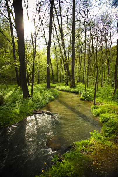 Mountain stream running in the green wood - Valokuva, kuva